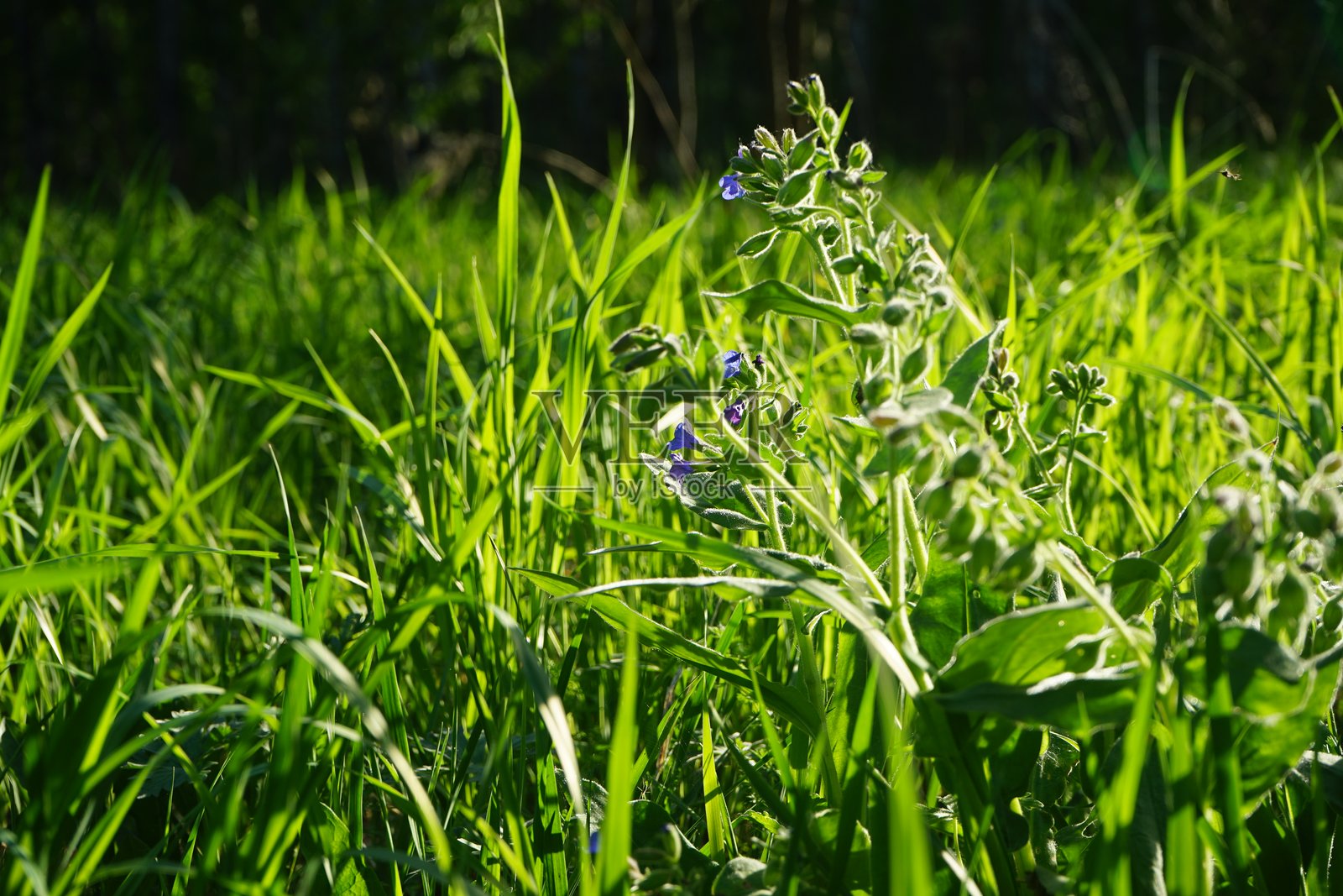绿色草本植物。新鲜的草。特写。阳光明媚的日子。美丽明亮的自然背景。春天。森林小空地。户外环境生态概念。照片摄影图片