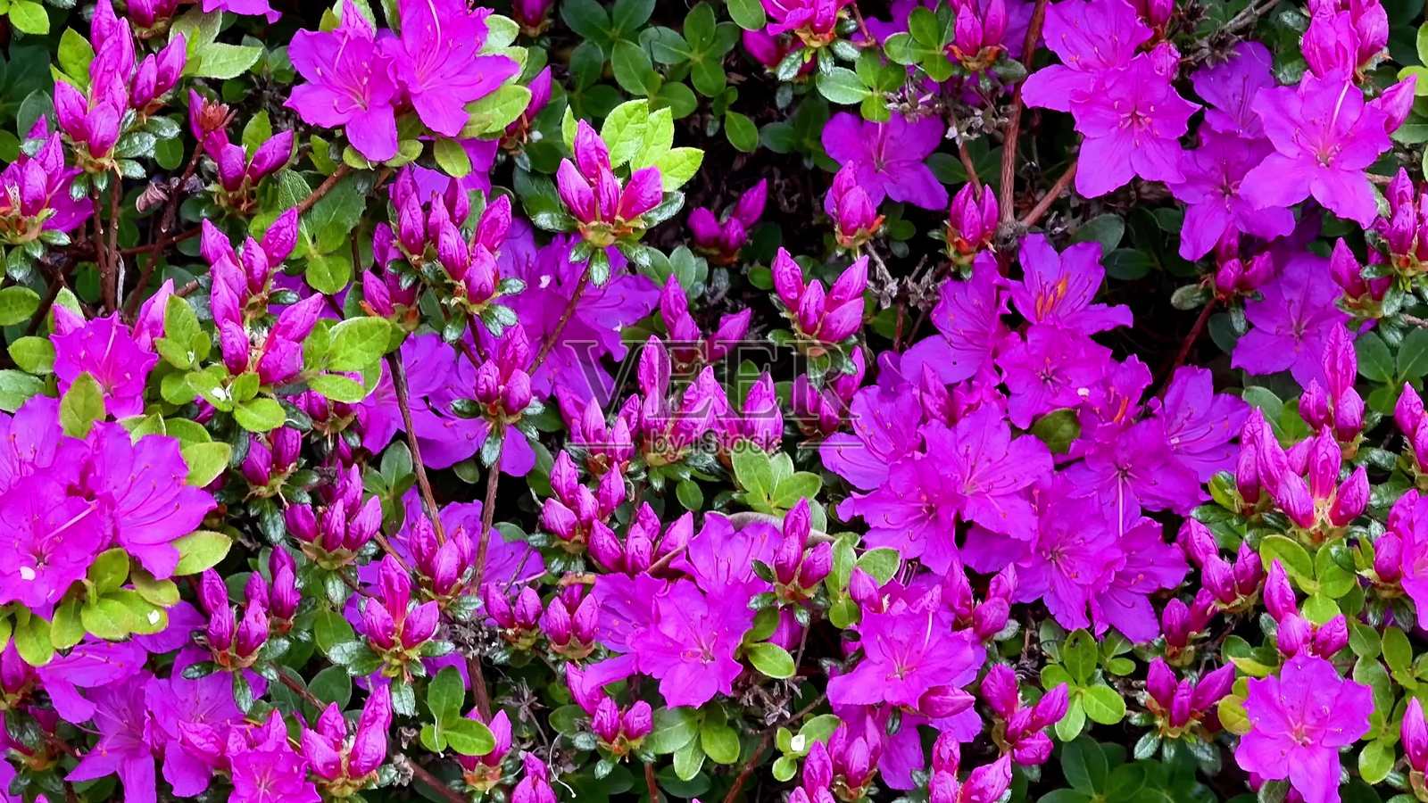 鲜艳的杜鹃花盛开，绽放出令人惊叹和绚丽的色彩。照片摄影图片