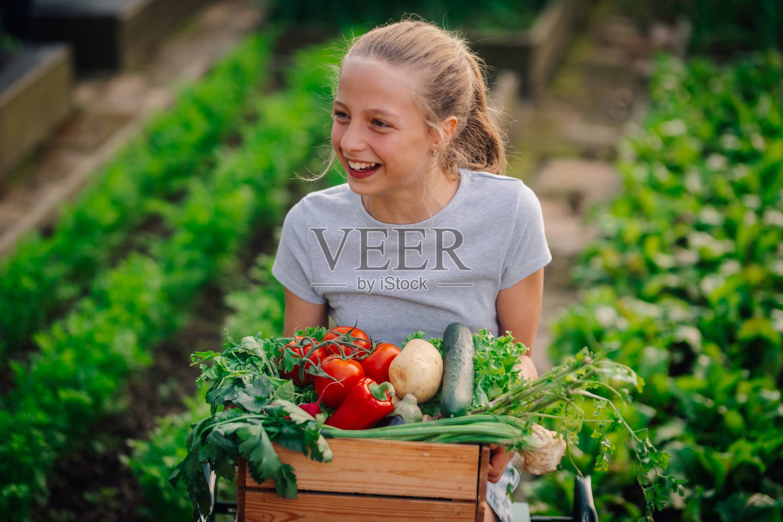 年轻的农女提着装有新鲜蔬菜的木箱照片摄影图片