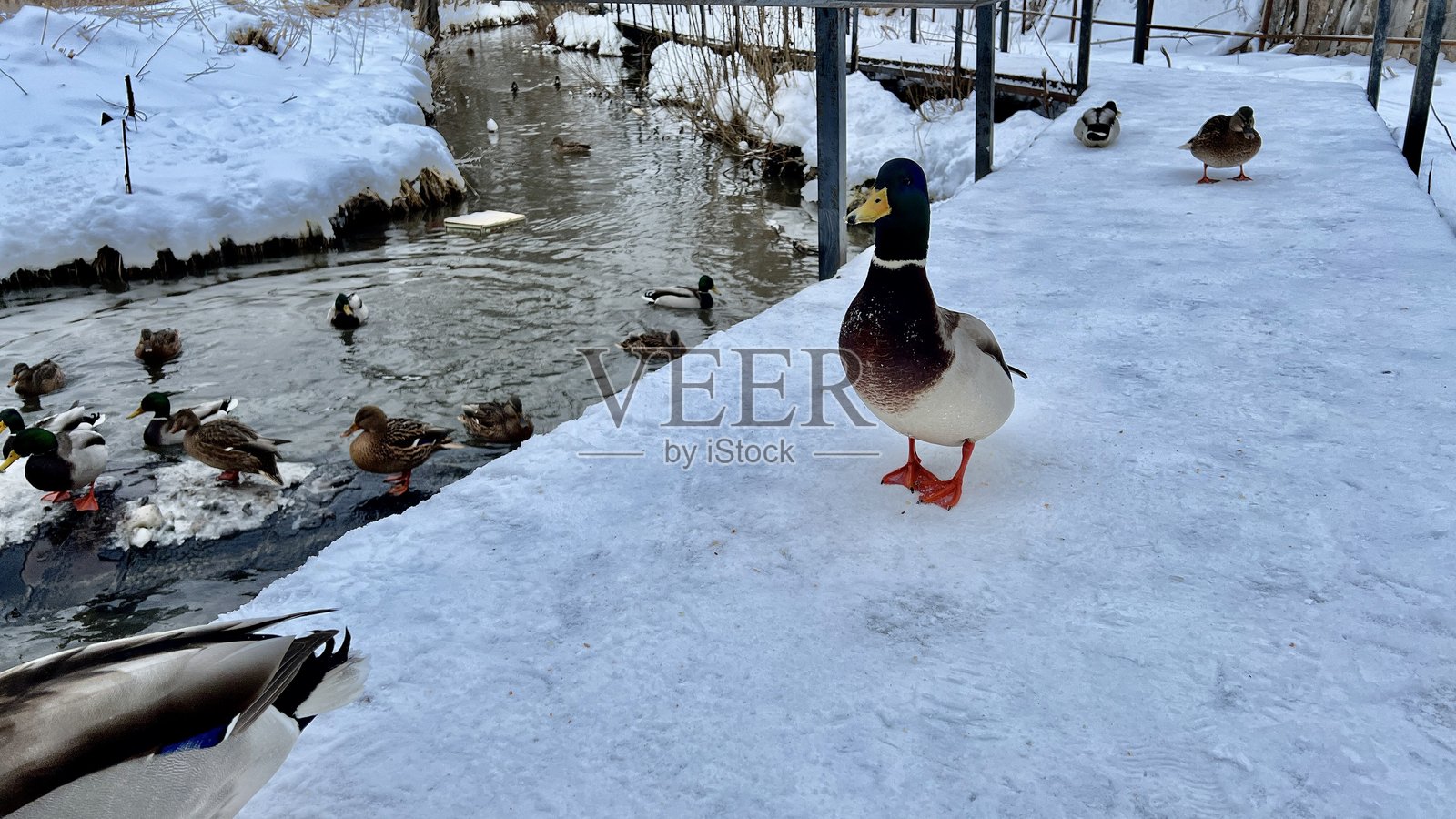 喂鸭子照片摄影图片
