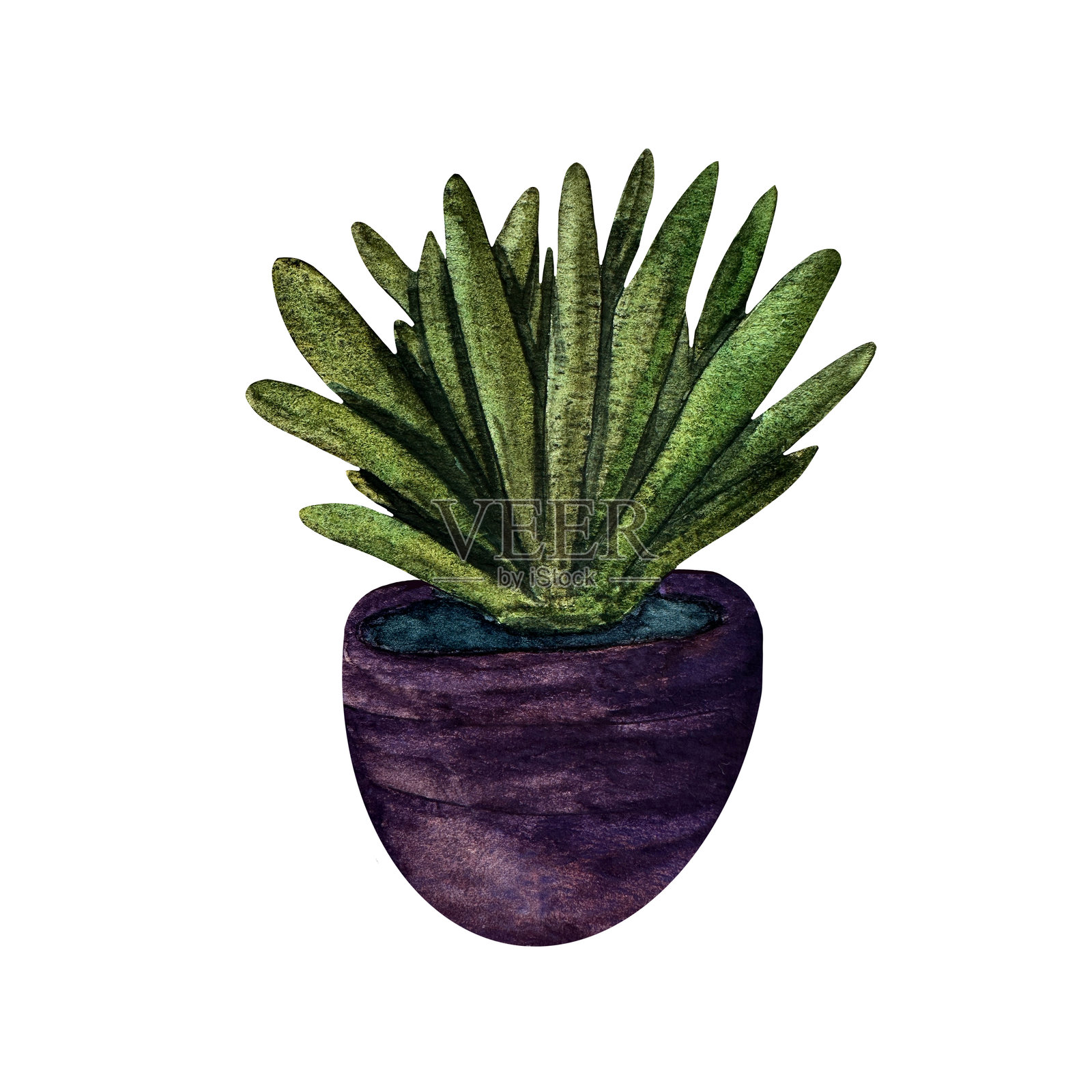 美丽的绿色多肉植物，放在花盆里。水彩插图，来自一个大型系列的孤立物体。插画图片素材