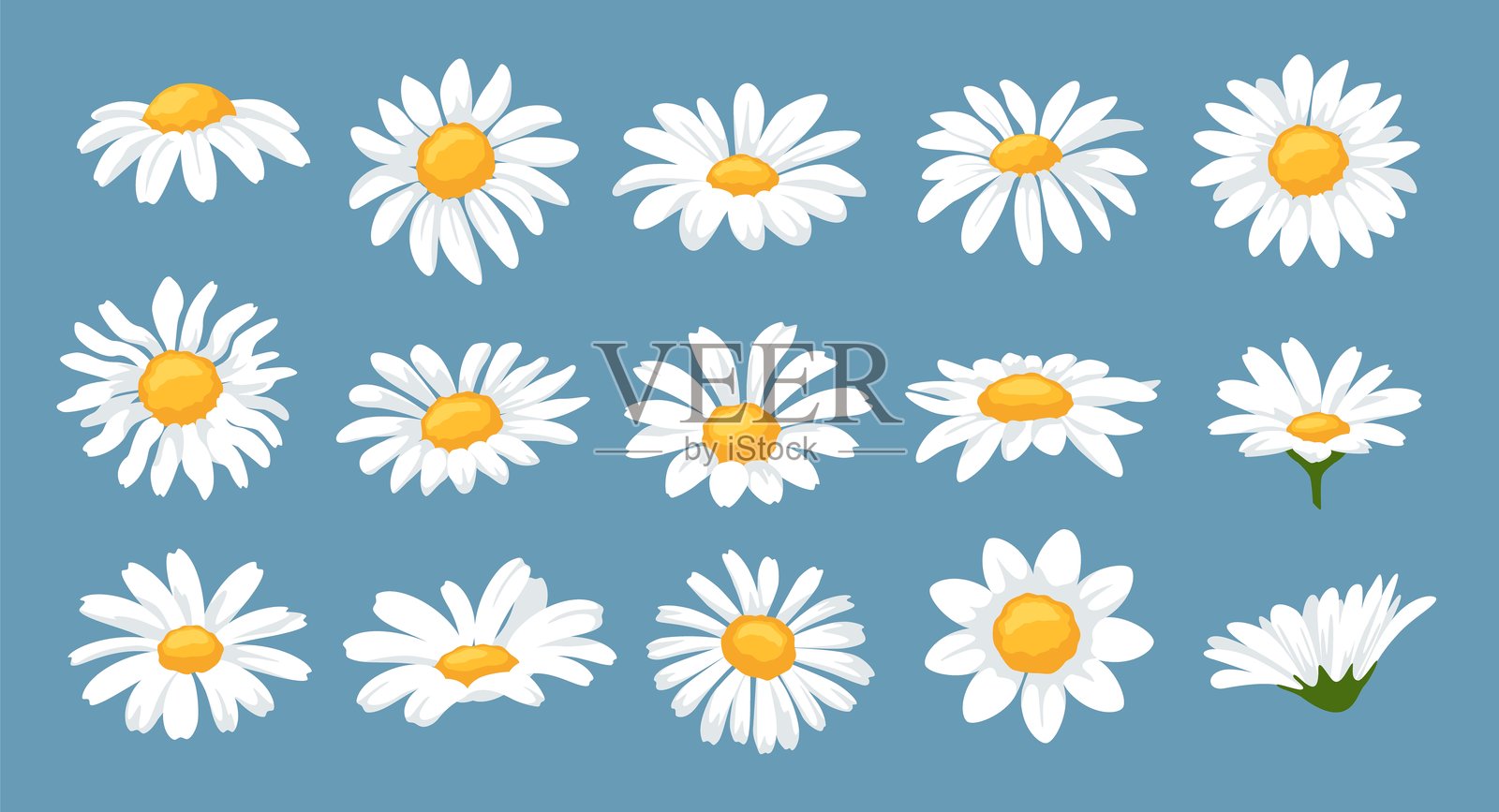 雏菊花头。洋甘菊花朵，带有白色花瓣和黄色中心的花园花卉，适合花卉设计。卡通雏菊孤立的矢量插图集插画图片素材