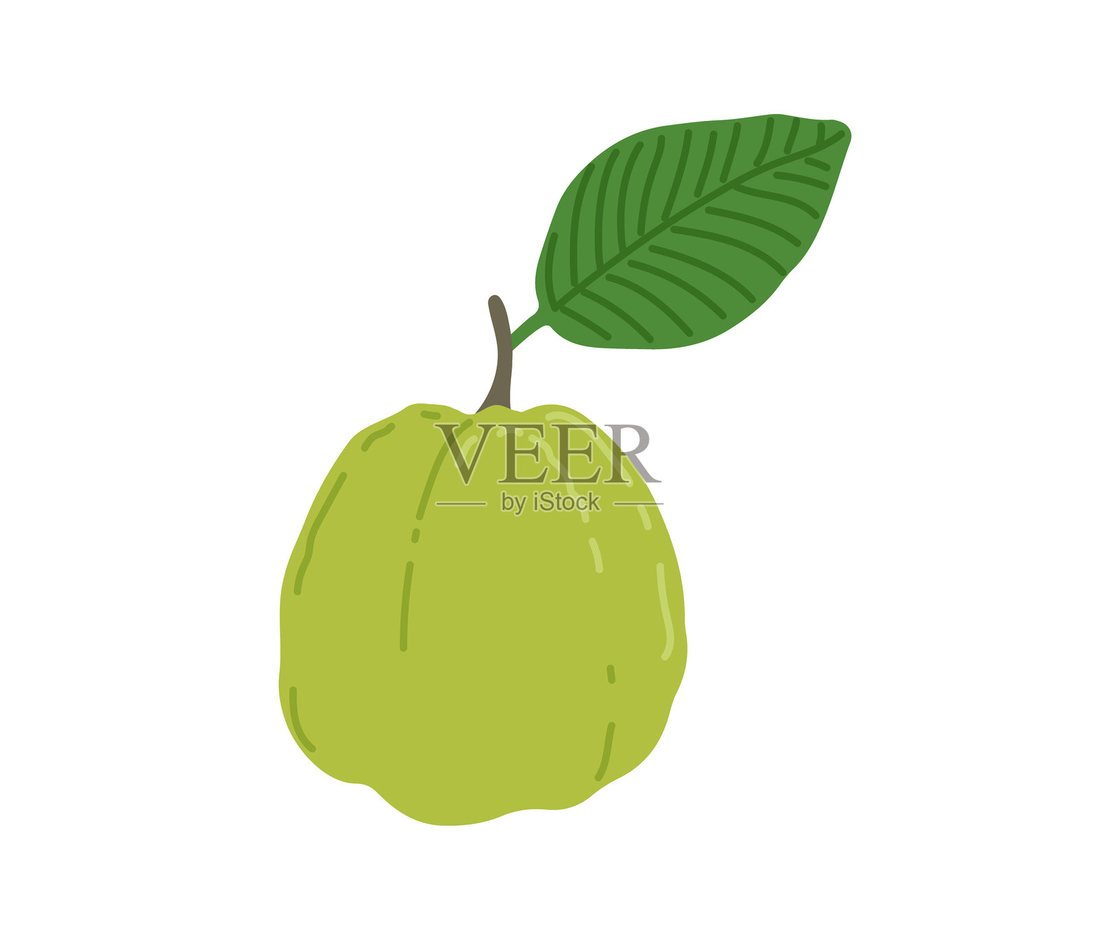 热带异国情调的水果——番石榴。插画图片素材