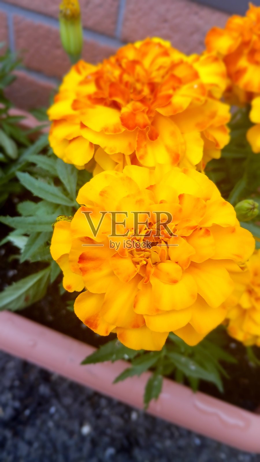 福勒照片摄影图片