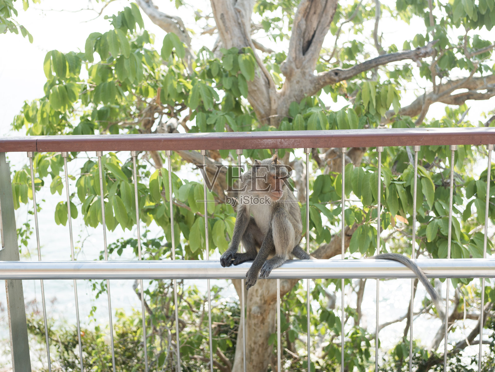 猴子坐在泰国考山木的铝制栏杆上。照片摄影图片