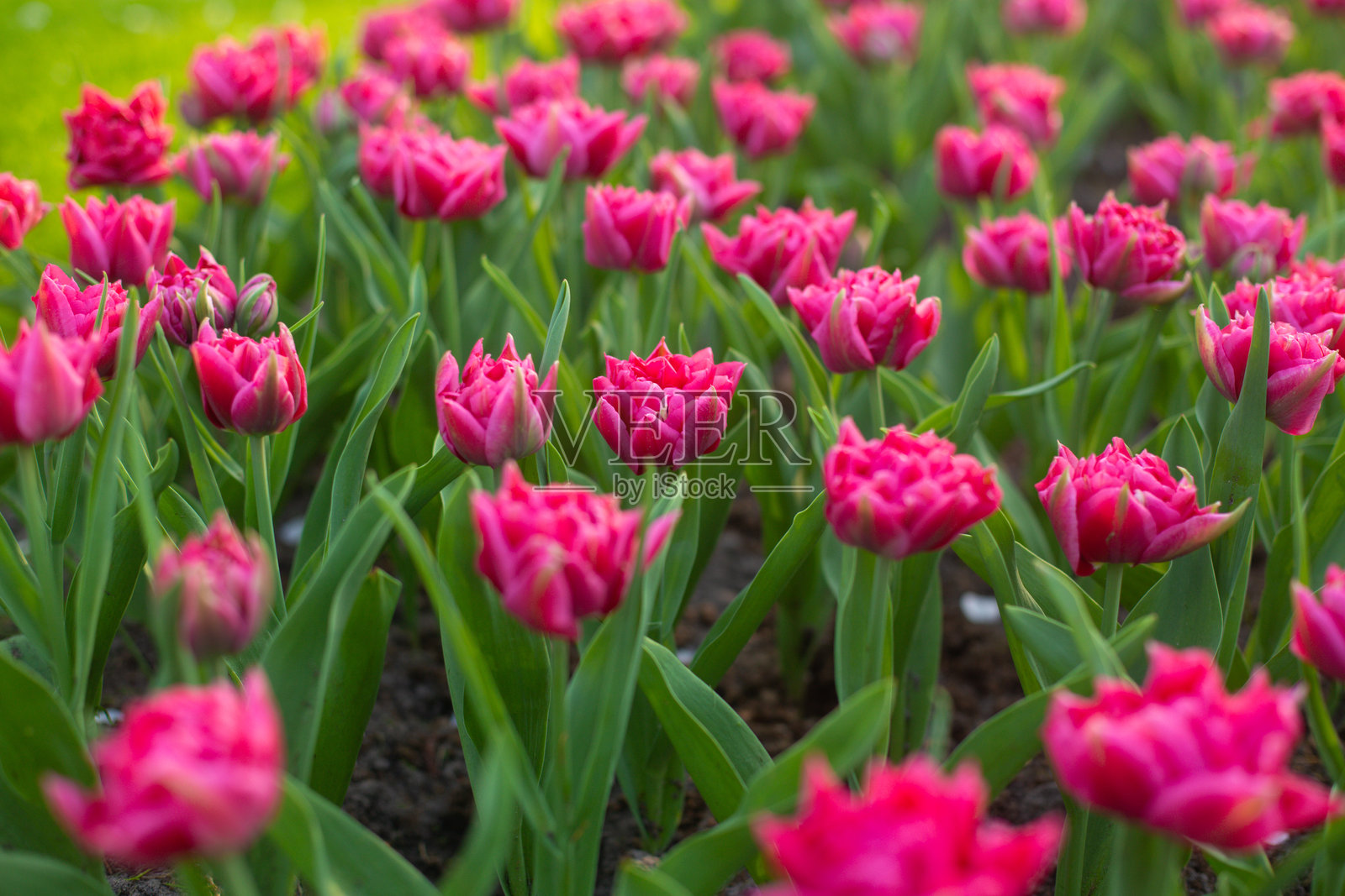 美丽多彩的郁金香花在花园中盛开。照片摄影图片