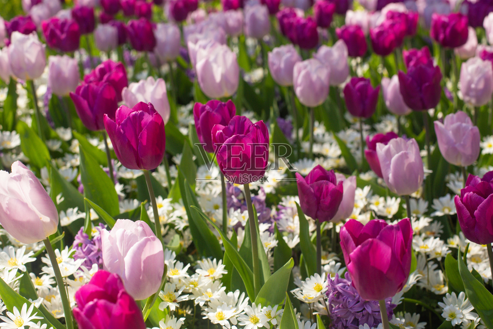 美丽多彩的郁金香花在花园中盛开。照片摄影图片