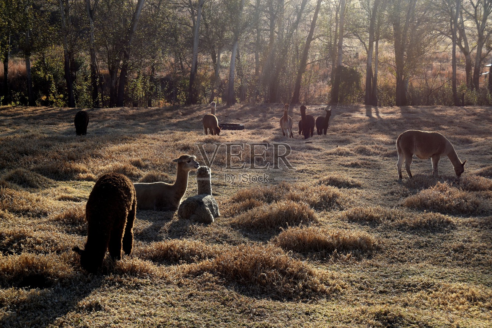 阳光明媚的日子里，一群羊驼在草地上悠闲地生活照片摄影图片