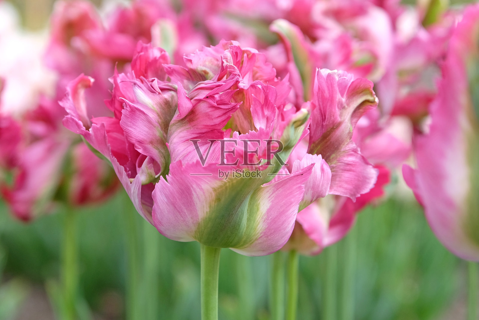 粉色和绿色的波浪边缘鹦鹉郁金香，郁金香 '红波' 正在开花。照片摄影图片