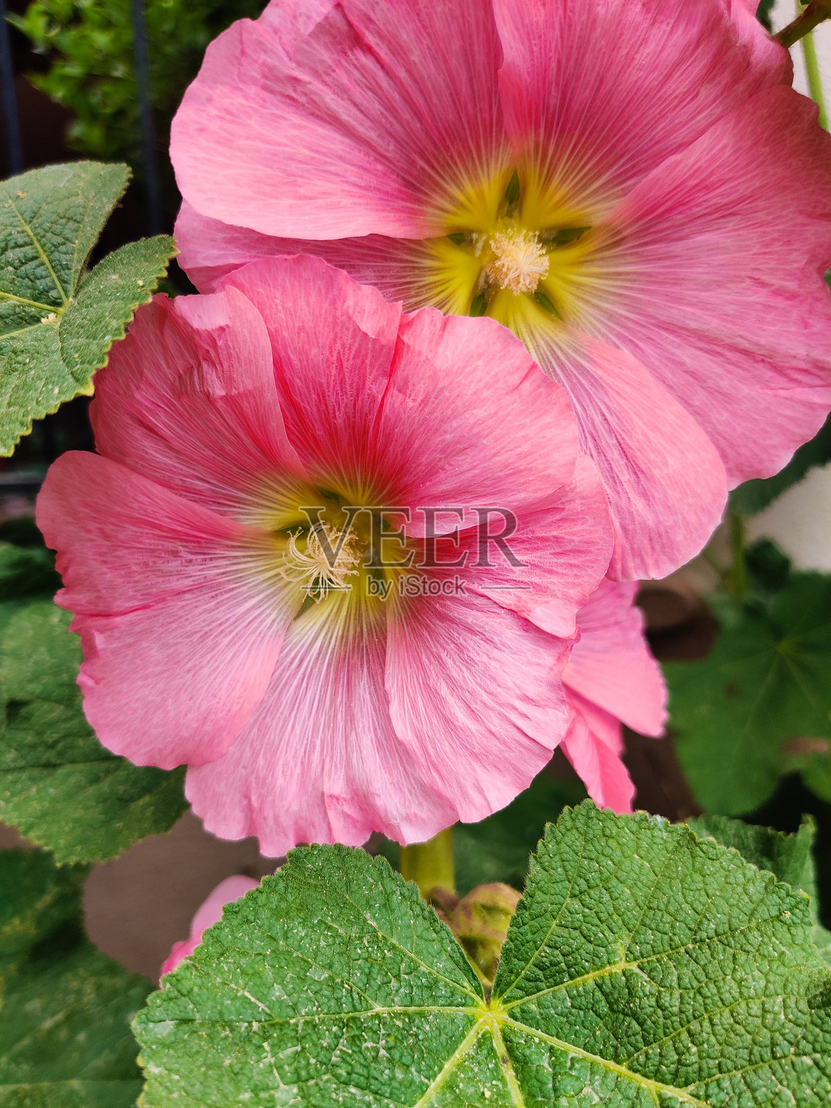 花园中美丽的锦葵特写照片摄影图片