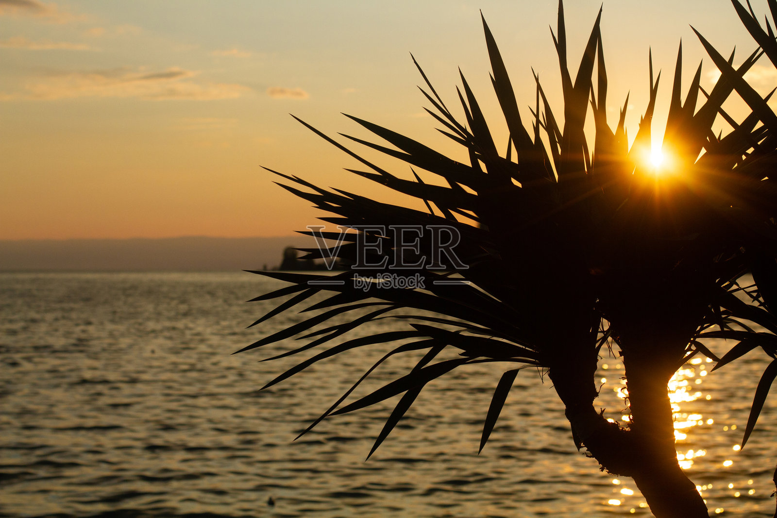 大型热带棕榈树在日落时分沿海生长照片摄影图片