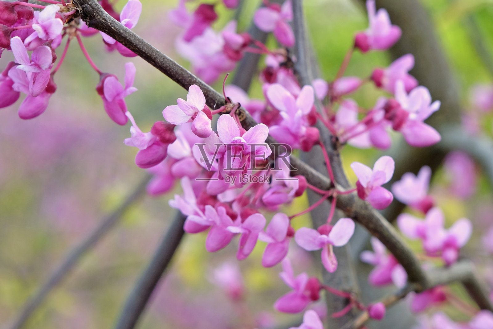紫叶红枫 'Lavender Twist' 开花。照片摄影图片