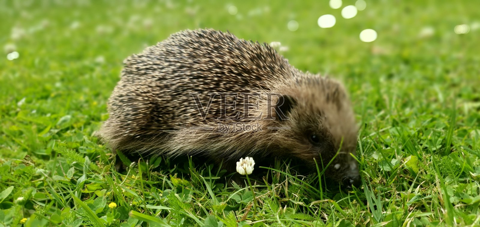 在郁郁葱葱的花园里刺猬照片摄影图片