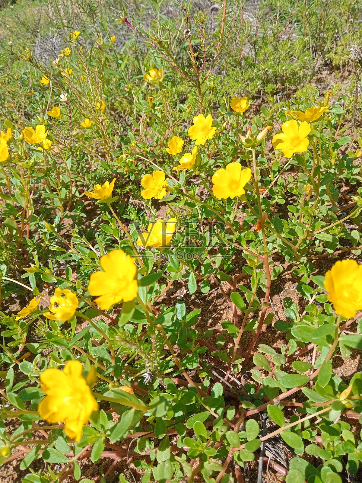 花朵照片摄影图片