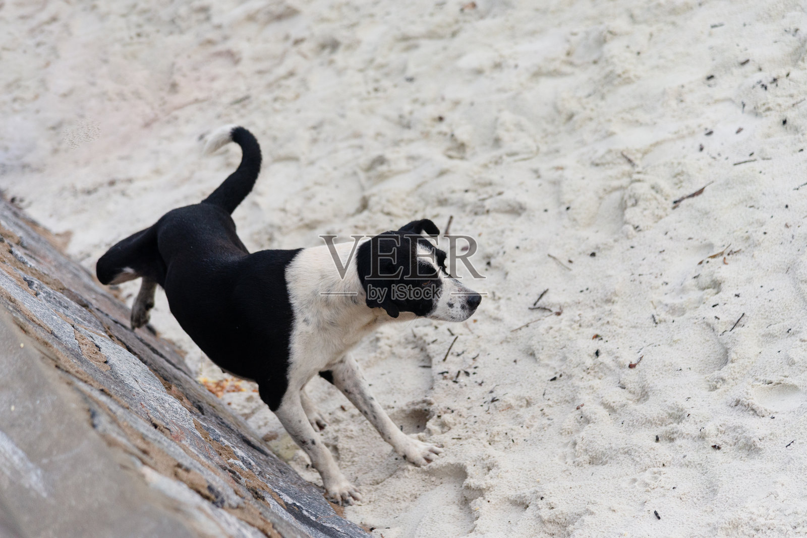 一只黑白色的流浪狗在沙滩上散步的肖像。照片摄影图片