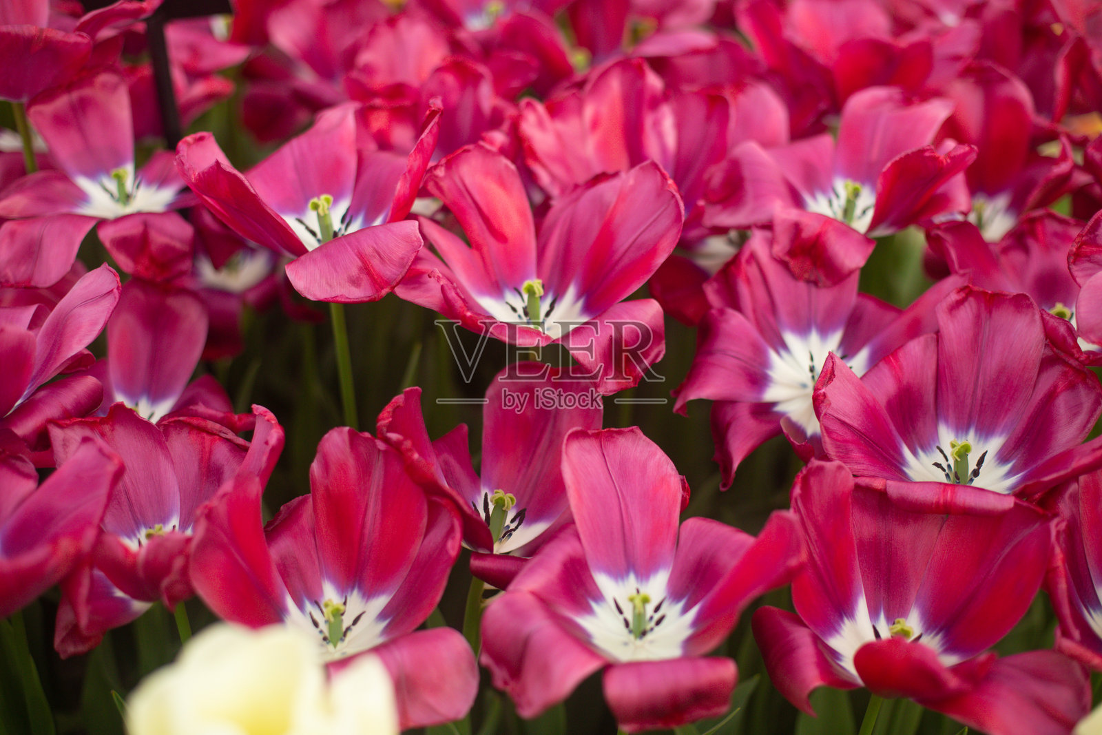 美丽多彩的郁金香花在花园中盛开。照片摄影图片