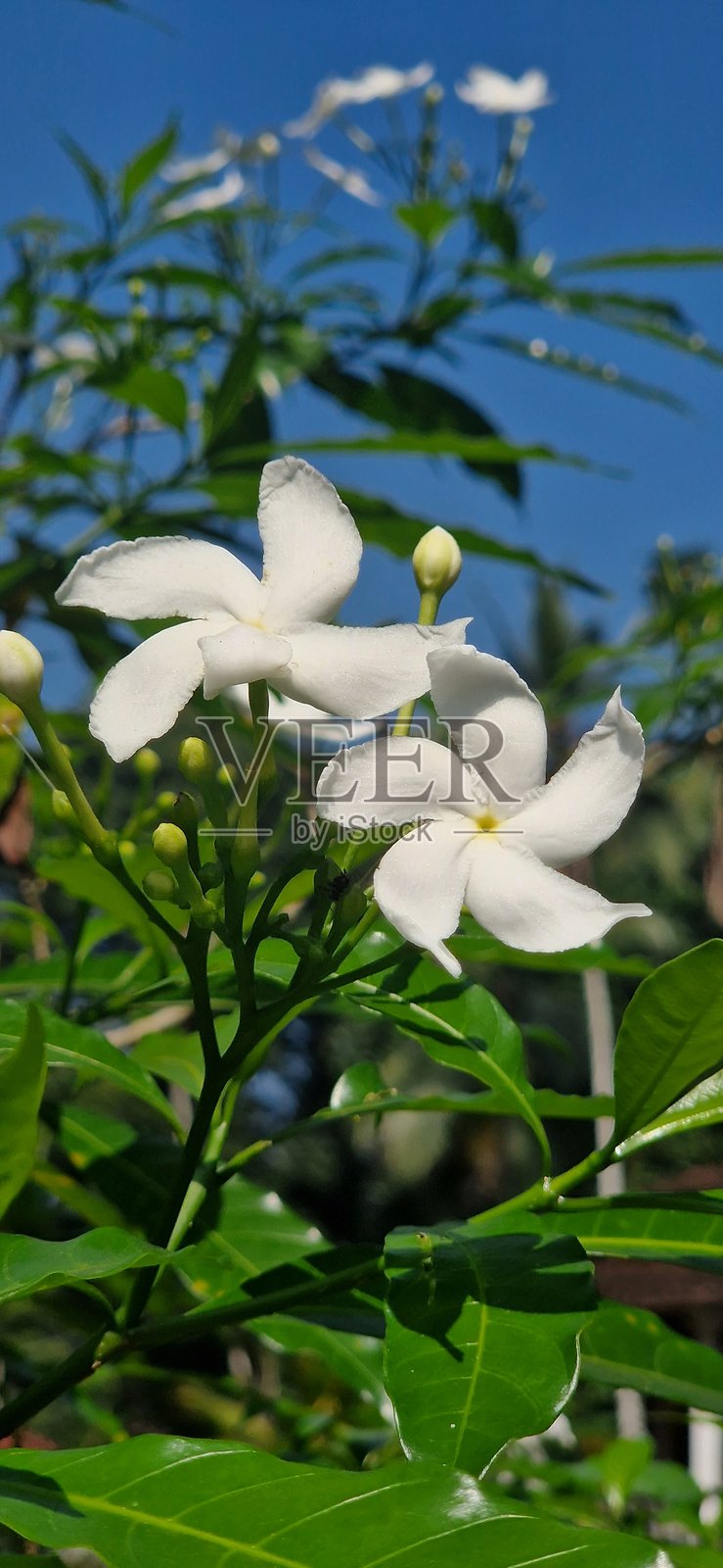热带白花 - 茉莉花照片摄影图片