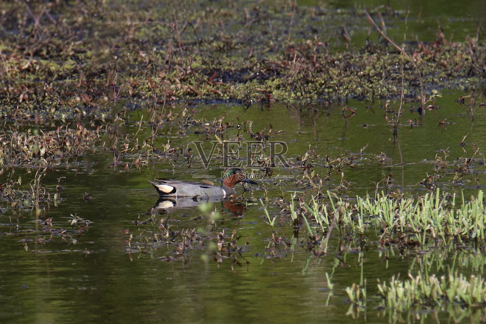 绿翅鸭（雄性）（安纳斯·卡罗利尼ensis）在杂乱的池塘中游泳照片摄影图片