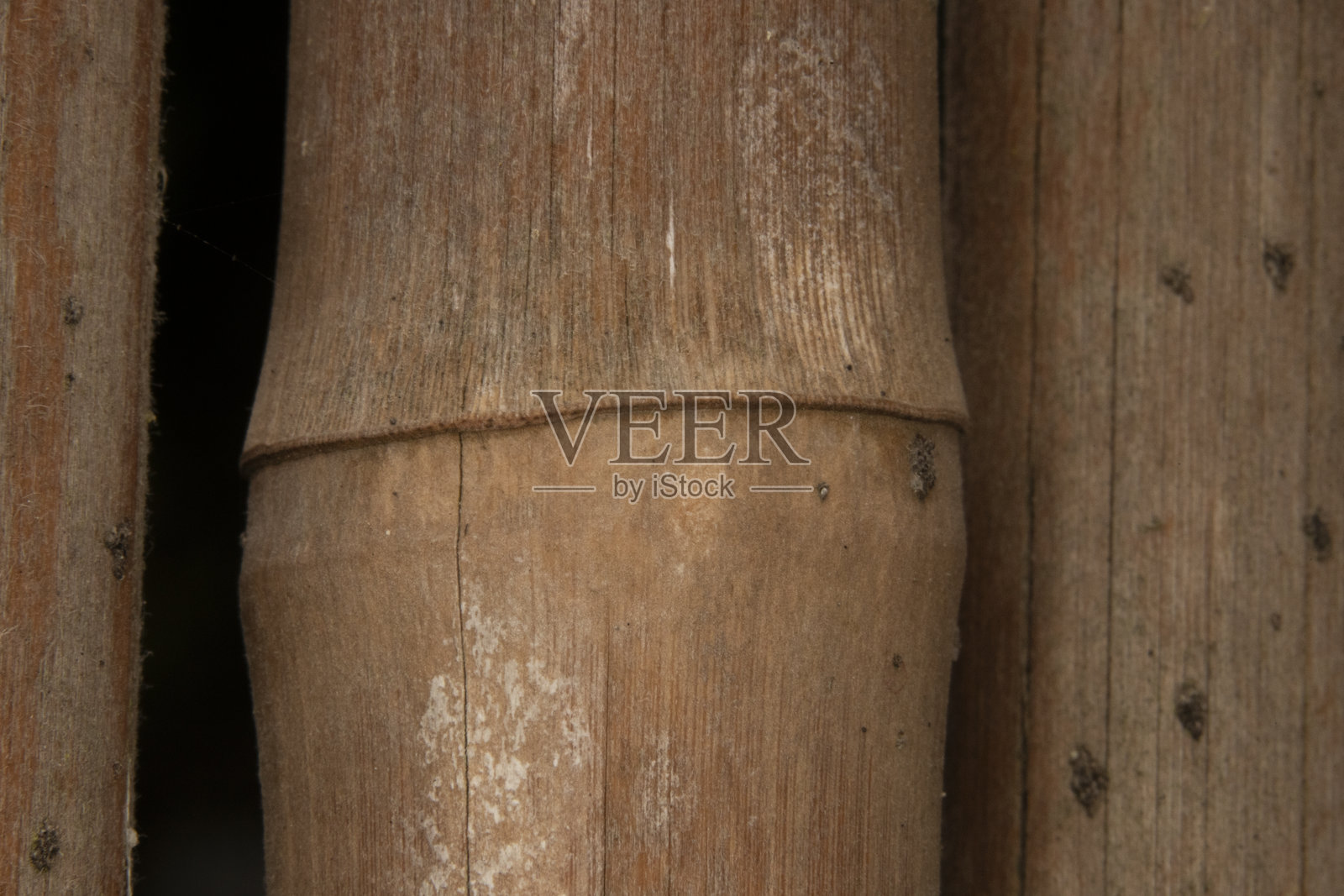 竹子的特写照片照片摄影图片