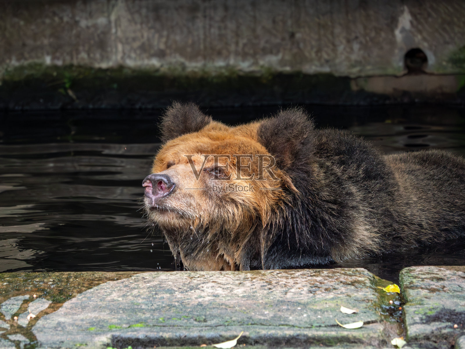 藏熊，这种稀有物种正在中国的一家动物园中享受水浴，抵御热浪。照片摄影图片