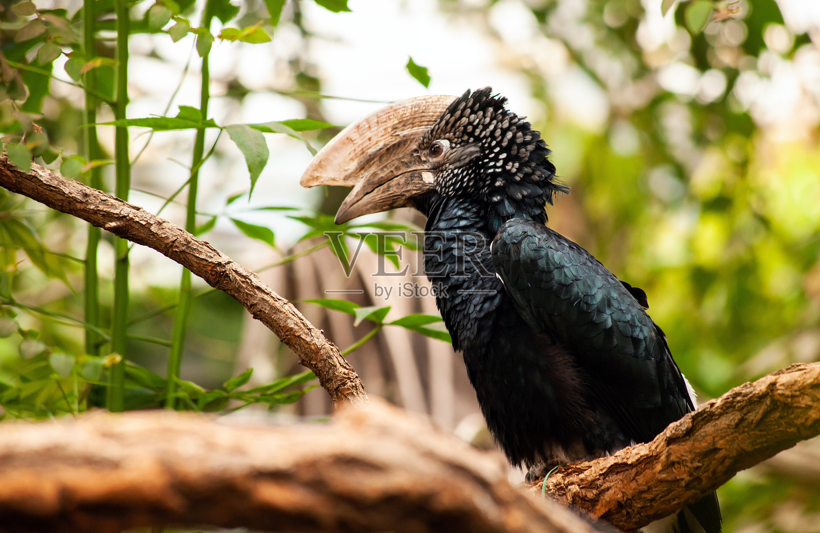 栖息在丛林树枝上的银颊犀鸟照片摄影图片