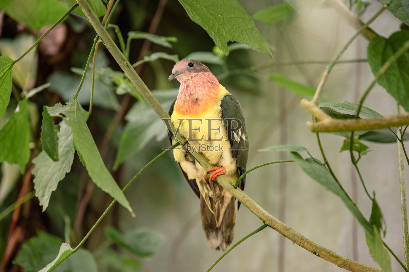 粉头果鸠 - Ptilinopus porphyreus照片摄影图片