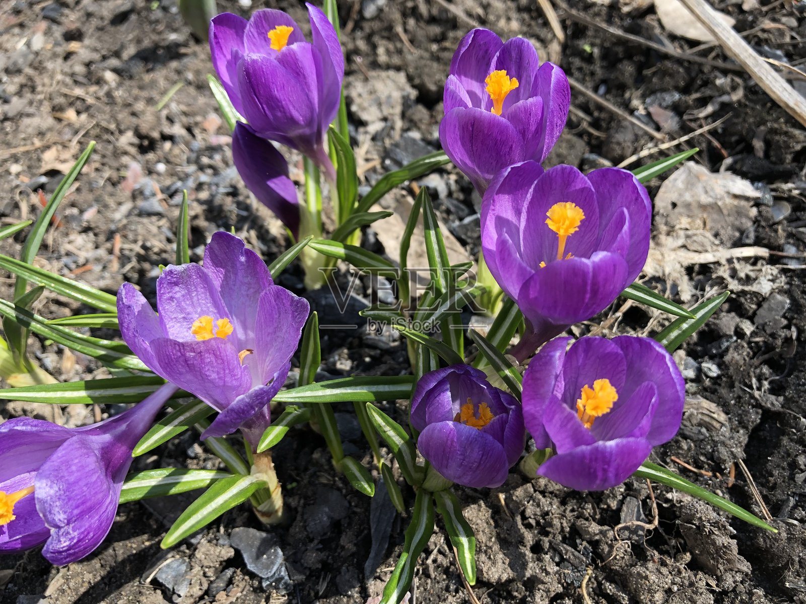 春季花园中盛开的鲜艳紫色番红花照片摄影图片