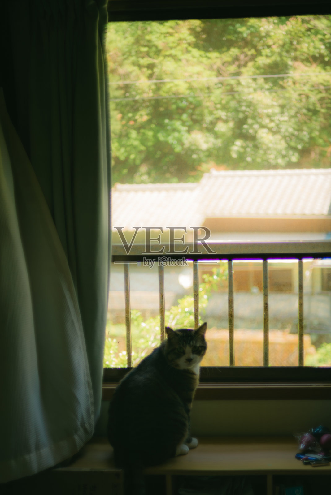 夏天的猫照片摄影图片