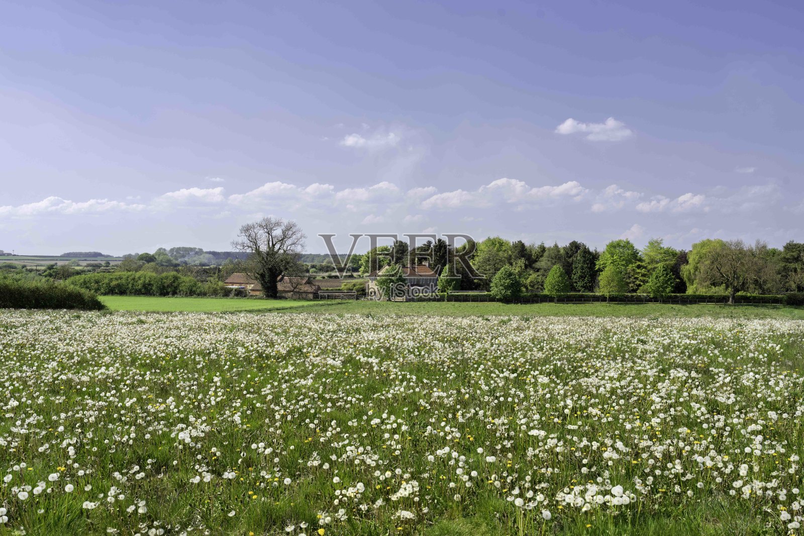 春天明亮蓝天和云朵下的棉草田。赫登，约克郡，英国。照片摄影图片