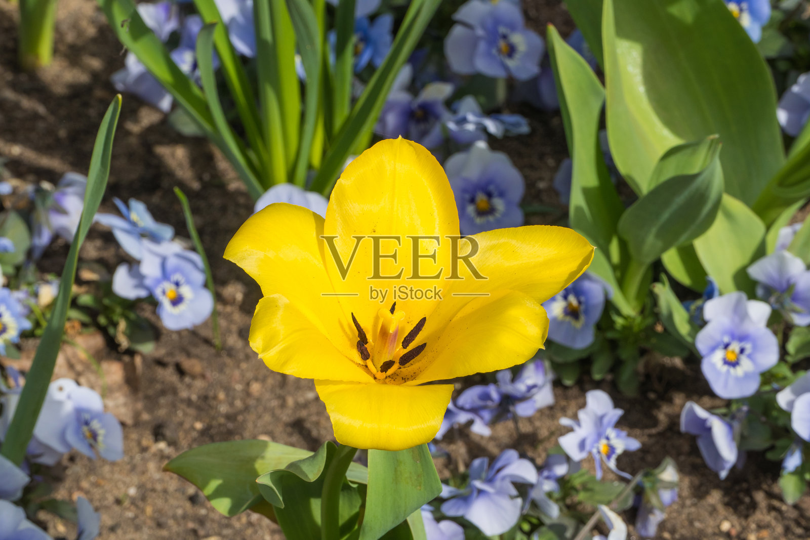 黄色郁金香花朵的俯视图照片摄影图片