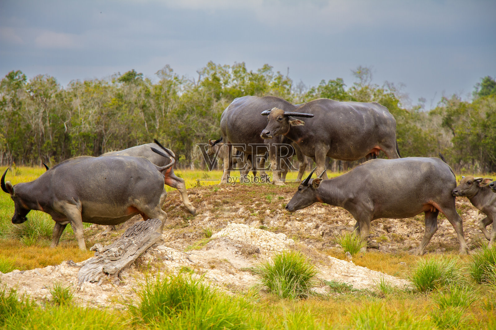 婆罗洲岛的沼泽水牛照片摄影图片