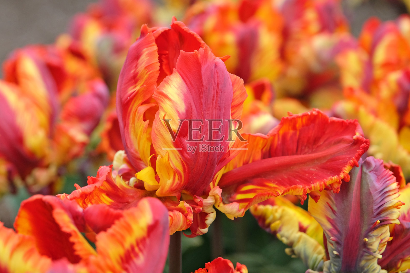 橙色、黄色和粉色的鹦鹉郁金香，郁金香 'Rasta Parrot' 正在开花。照片摄影图片