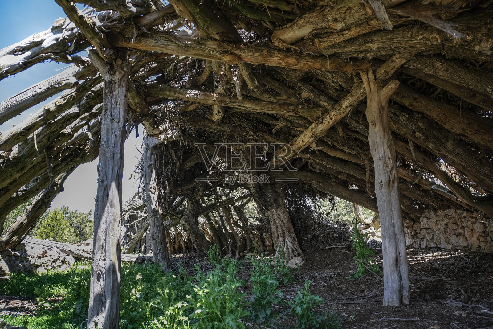 古老牲畜棚内部细节，屋顶木梁倒塌，传统乡村建筑照片摄影图片