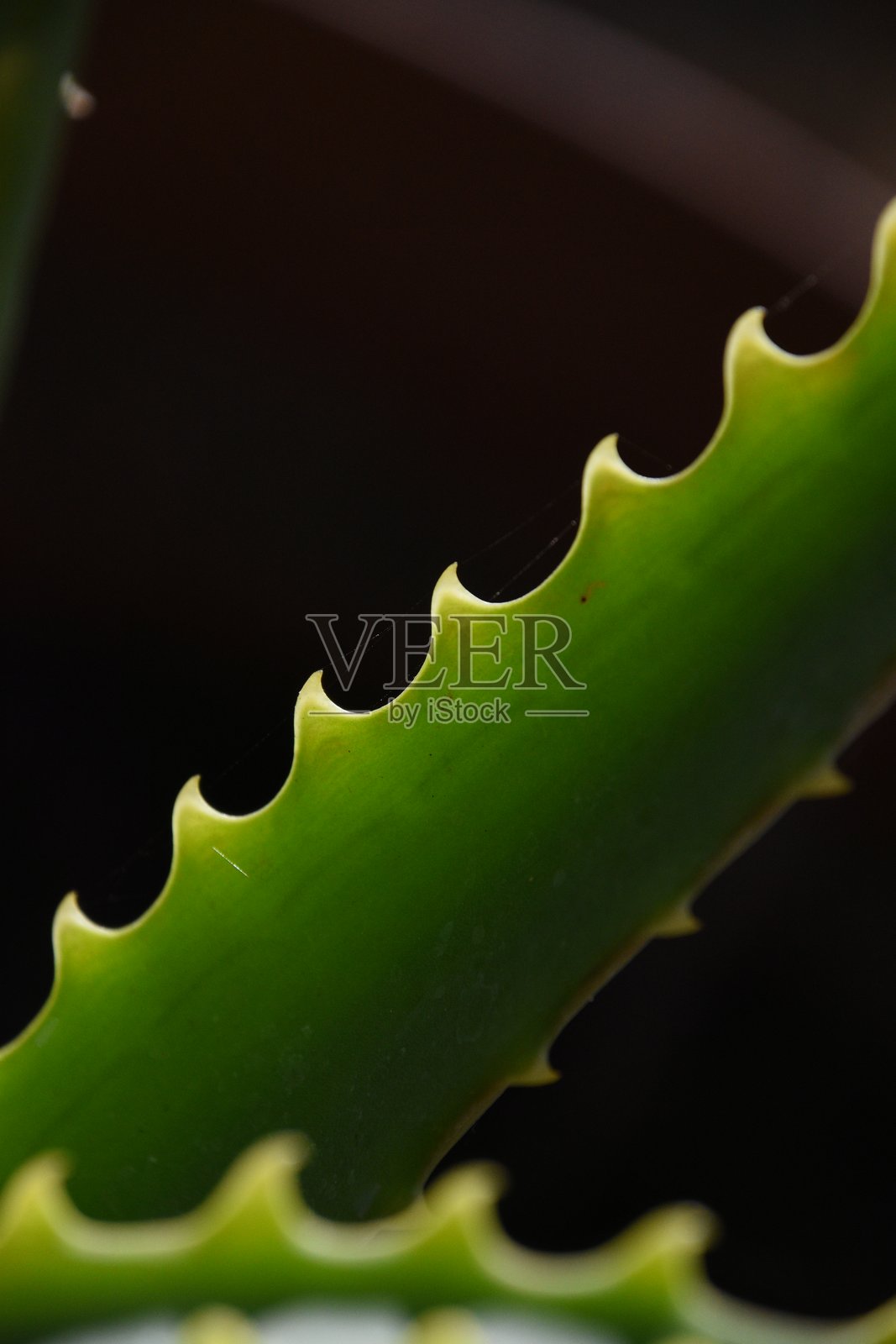 在黑暗背景下，柔和的灯光照亮了生机勃勃的绿色烛台芦荟复杂的锯齿边缘。照片摄影图片