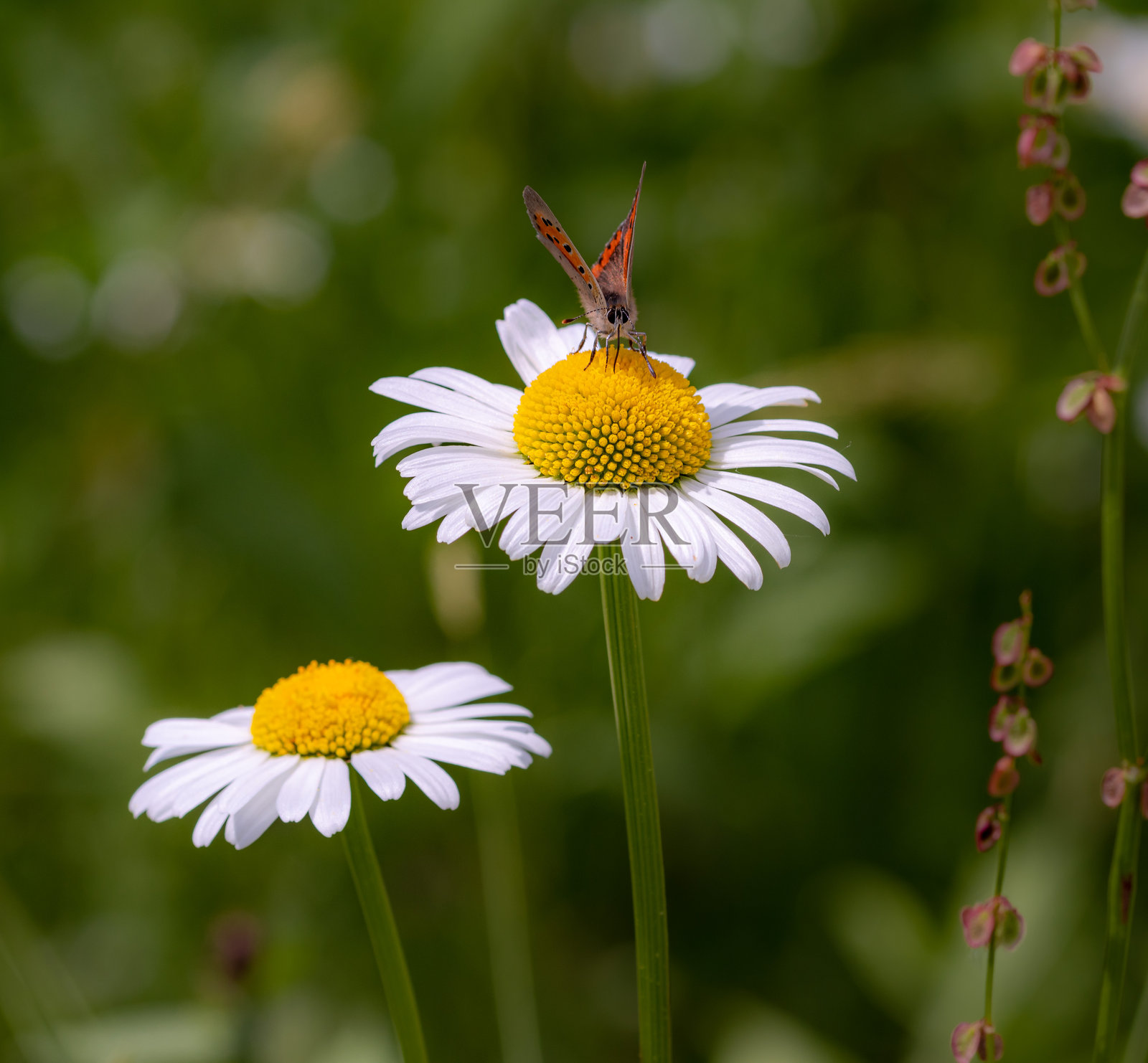 小铜蝴蝶停在雏菊花瓣上，背景模糊呈现散景效果照片摄影图片