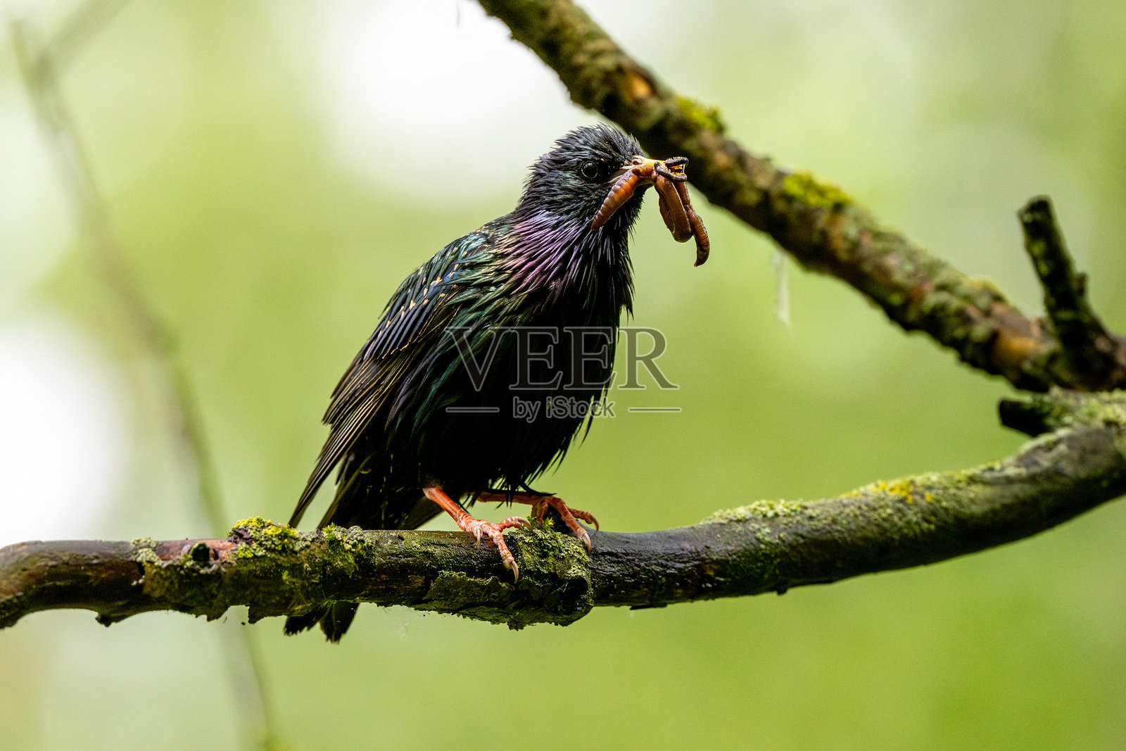 欧洲椋鸟嘴里叼着食物照片摄影图片
