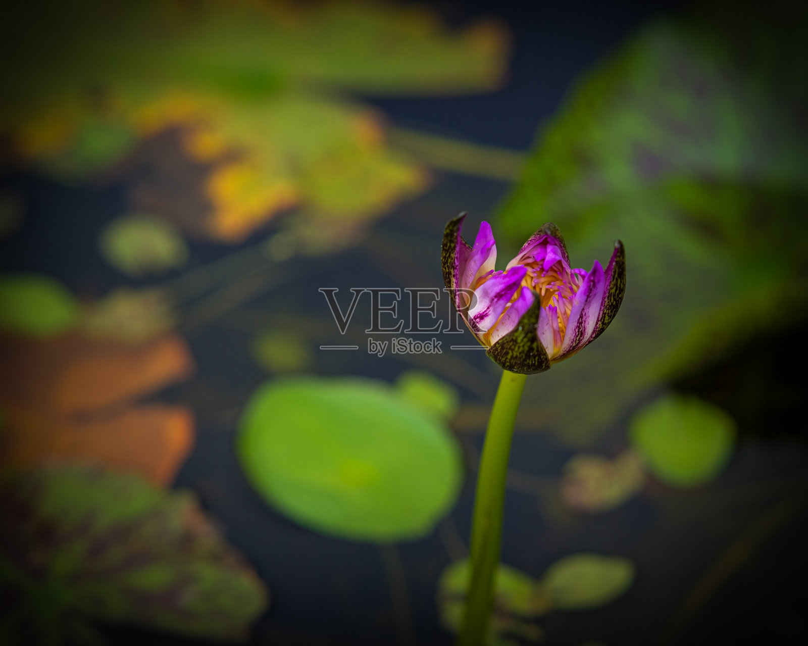 曼谷女王诗丽吉公园的池塘中的睡莲。照片摄影图片