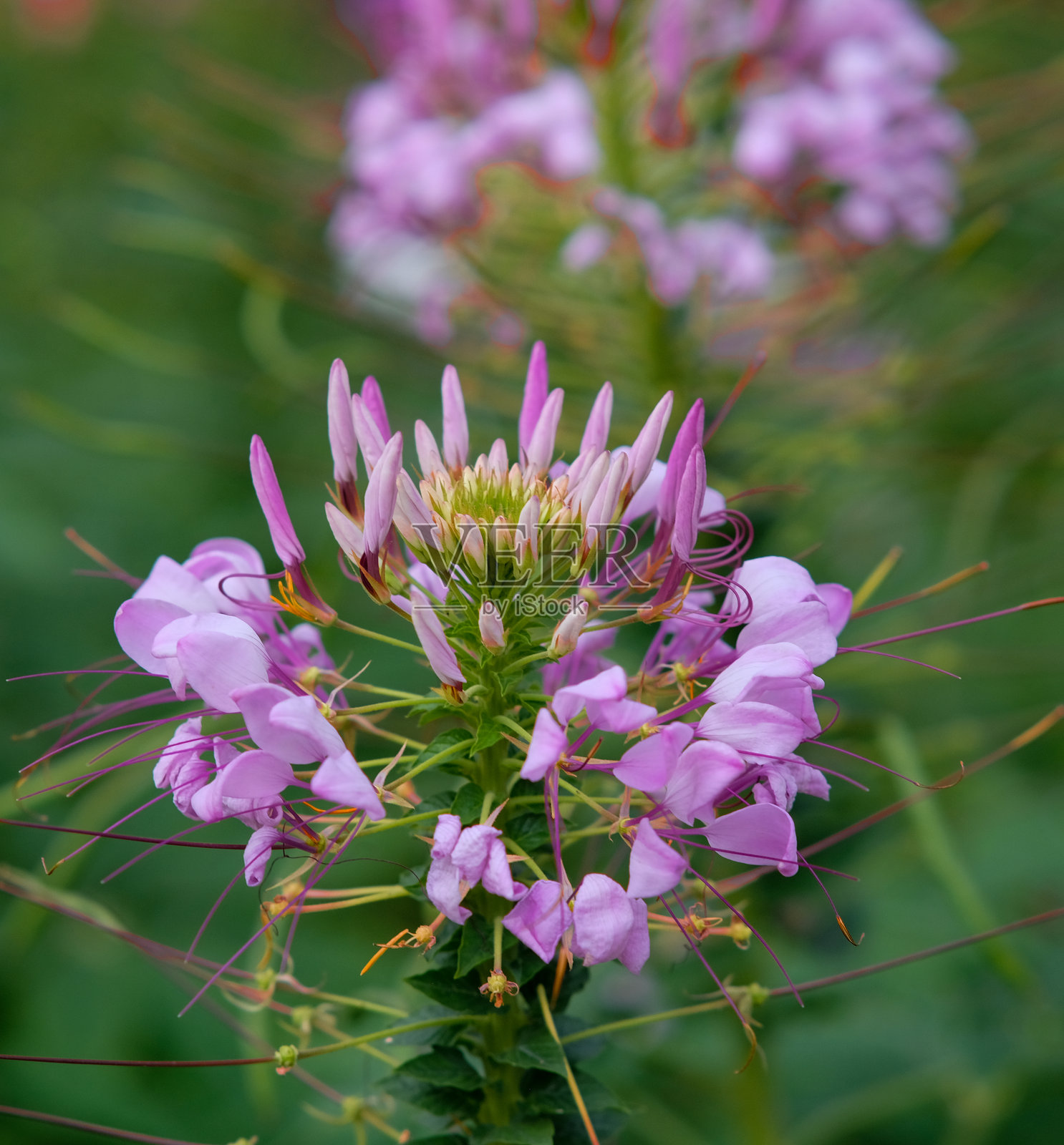 曼谷女王诗丽吉公园的蜘蛛花。照片摄影图片