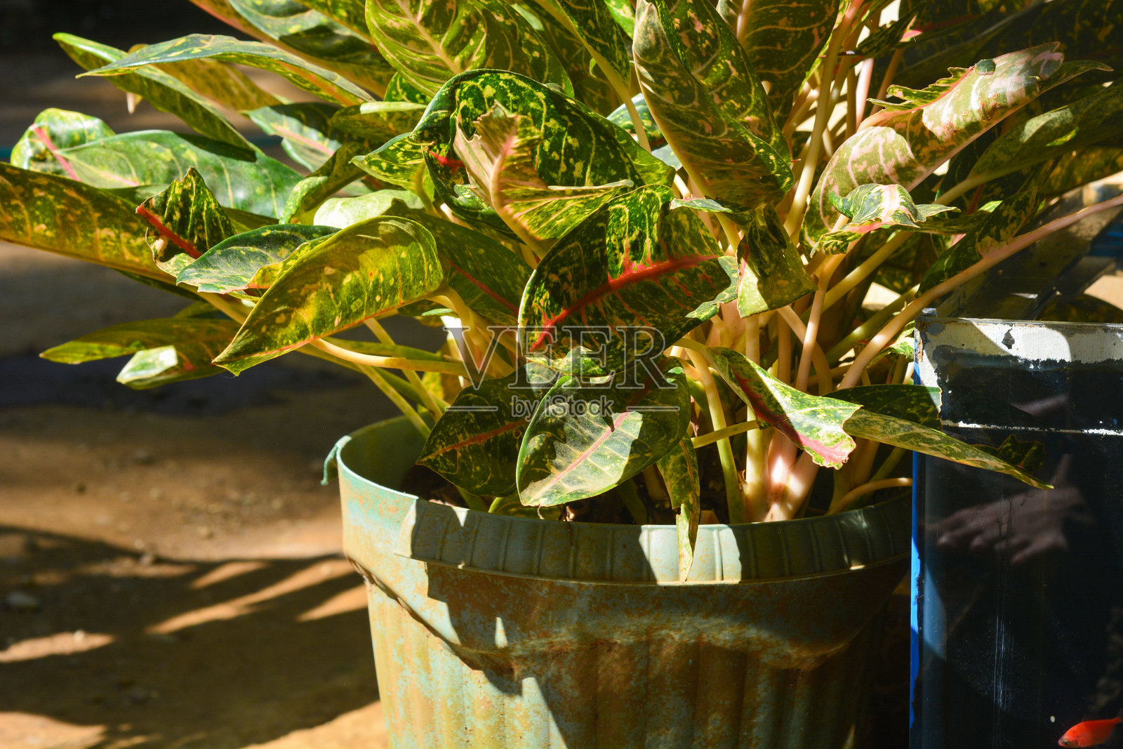 一个乡村风格的木架，上面摆放着绿色玻璃器皿、一个绿色浇水壶和一盆郁郁葱葱的植物，背景墙柔和的灯光营造出宁静的氛围。照片摄影图片