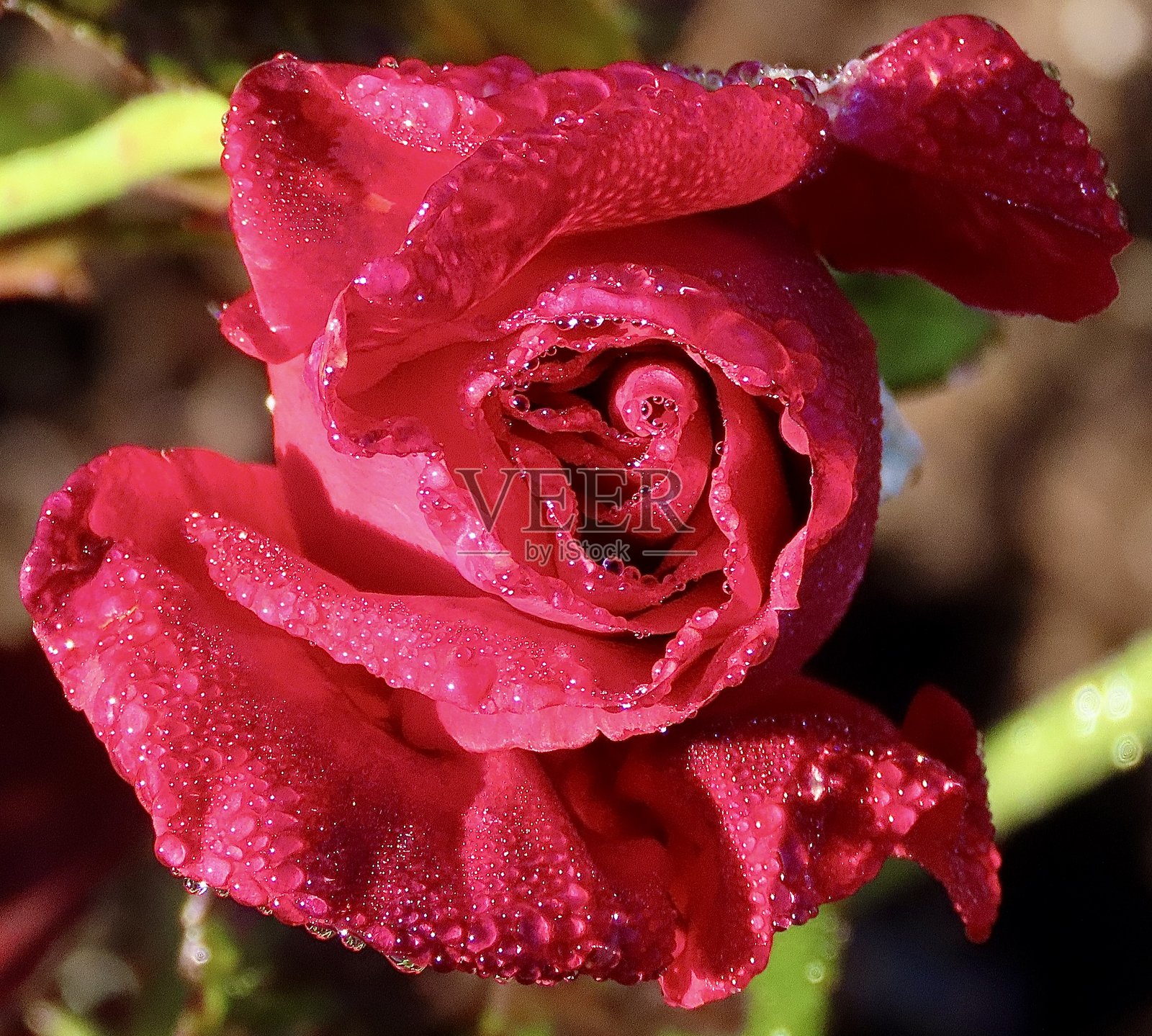 一朵盛开的红色退伍军人荣誉杂交茶玫瑰特写，花瓣上沾有水珠，生长在奥克兰的花园中。照片摄影图片