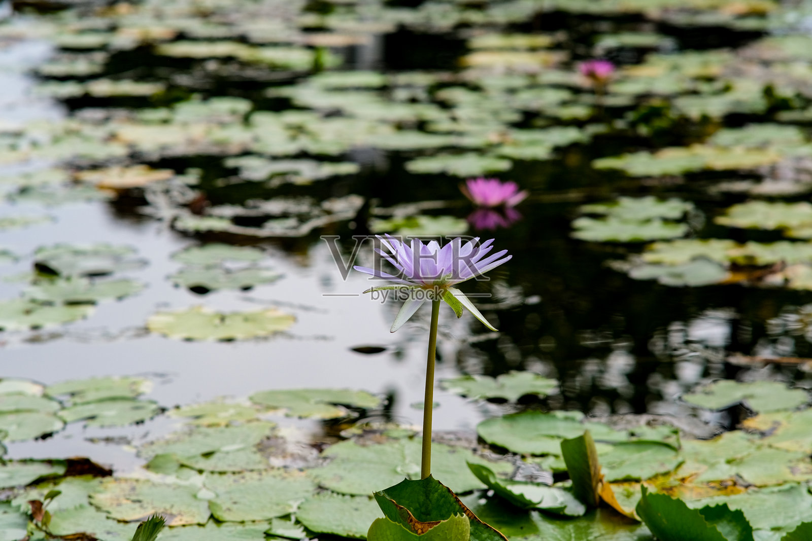 曼谷女王诗丽吉公园的池塘中的睡莲。照片摄影图片