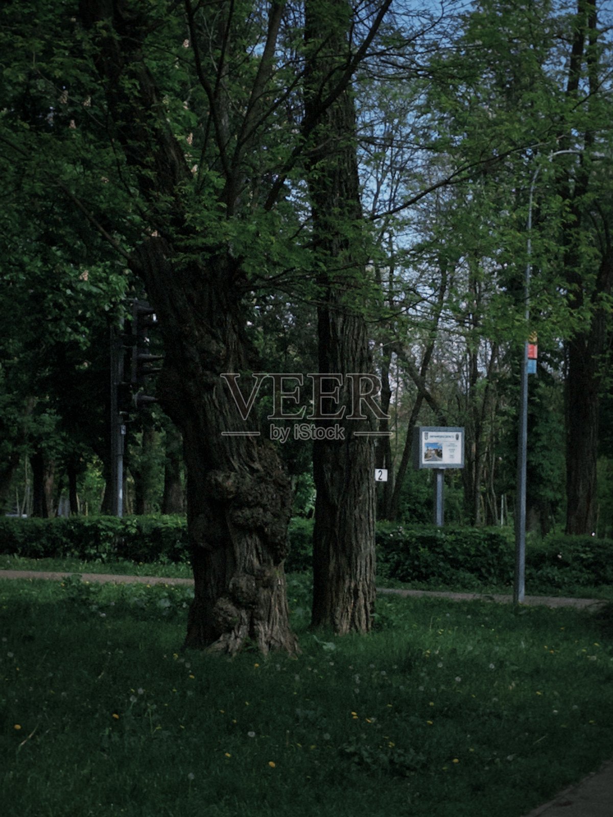 公园和美丽的树木，绿色的色彩照片摄影图片