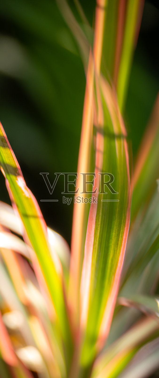 特写的南天竹叶照片摄影图片