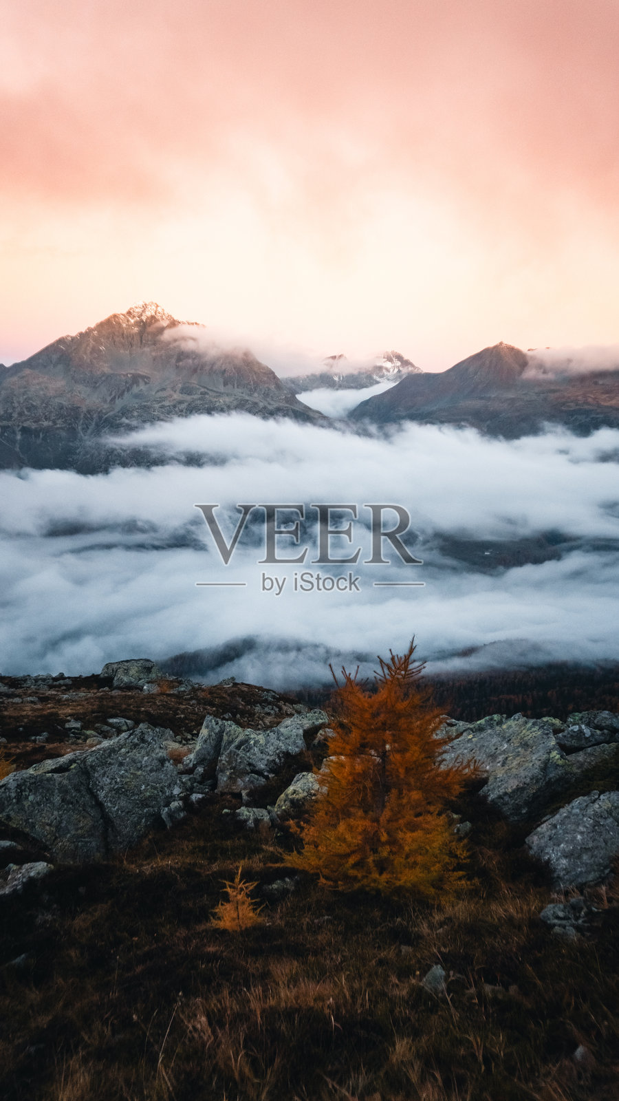 雪山和高山草甸上的日出照片摄影图片