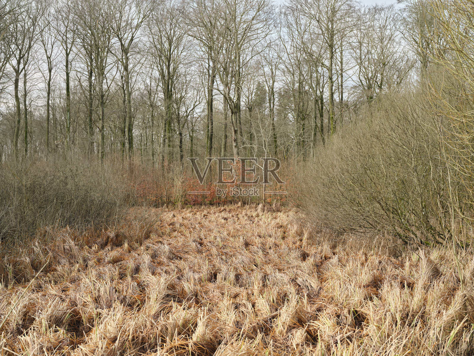 宁静森林空地上的冬季风景，光秃的树木和枯萎的草丛。照片摄影图片