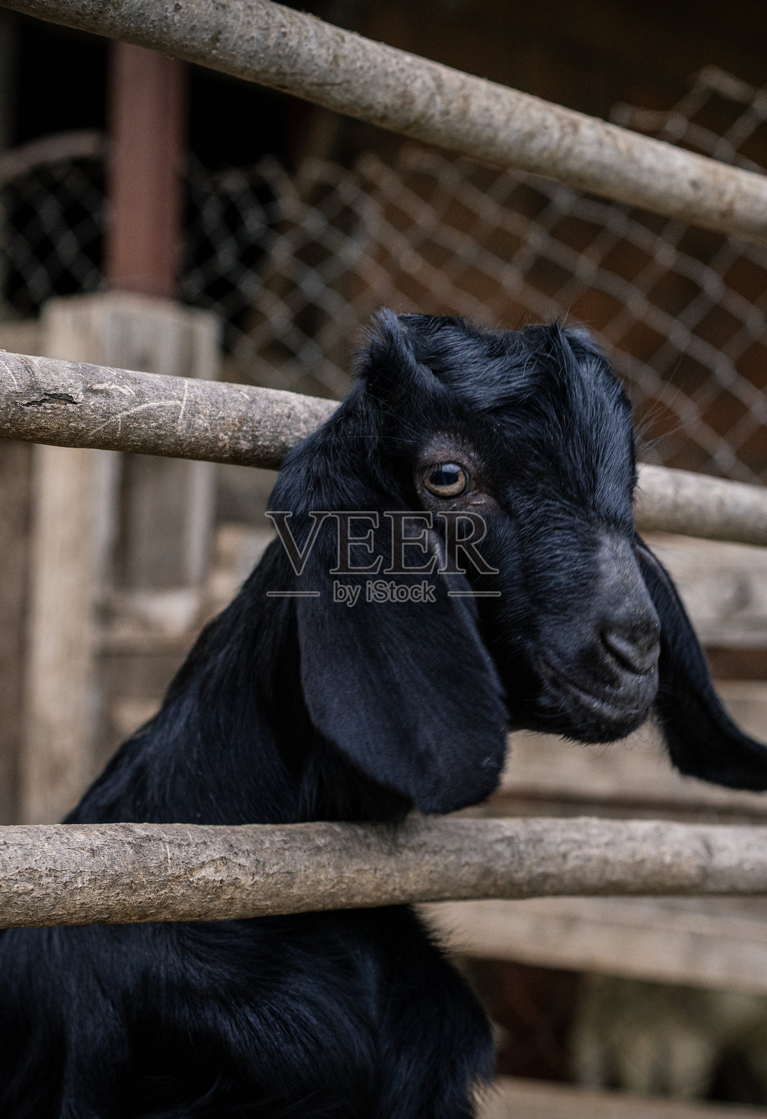 农场里可爱的小羊照片摄影图片