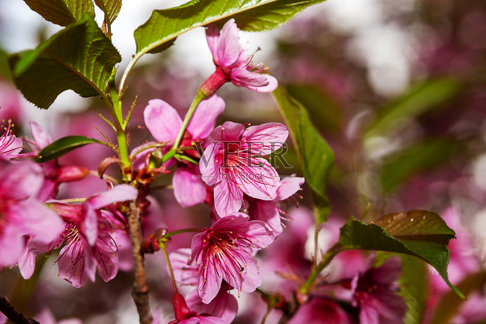 特写。泰国清迈怀南当的法雅苏克隆花。看起来像樱花。照片摄影图片