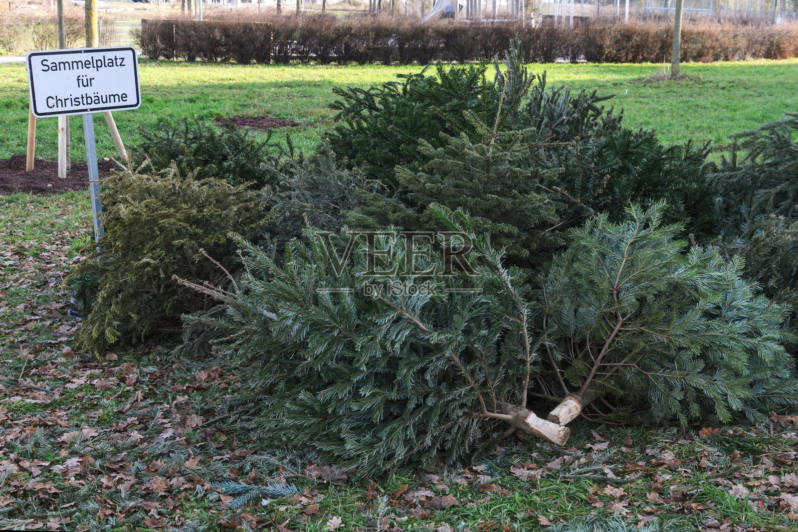 废弃圣诞树收集点照片摄影图片