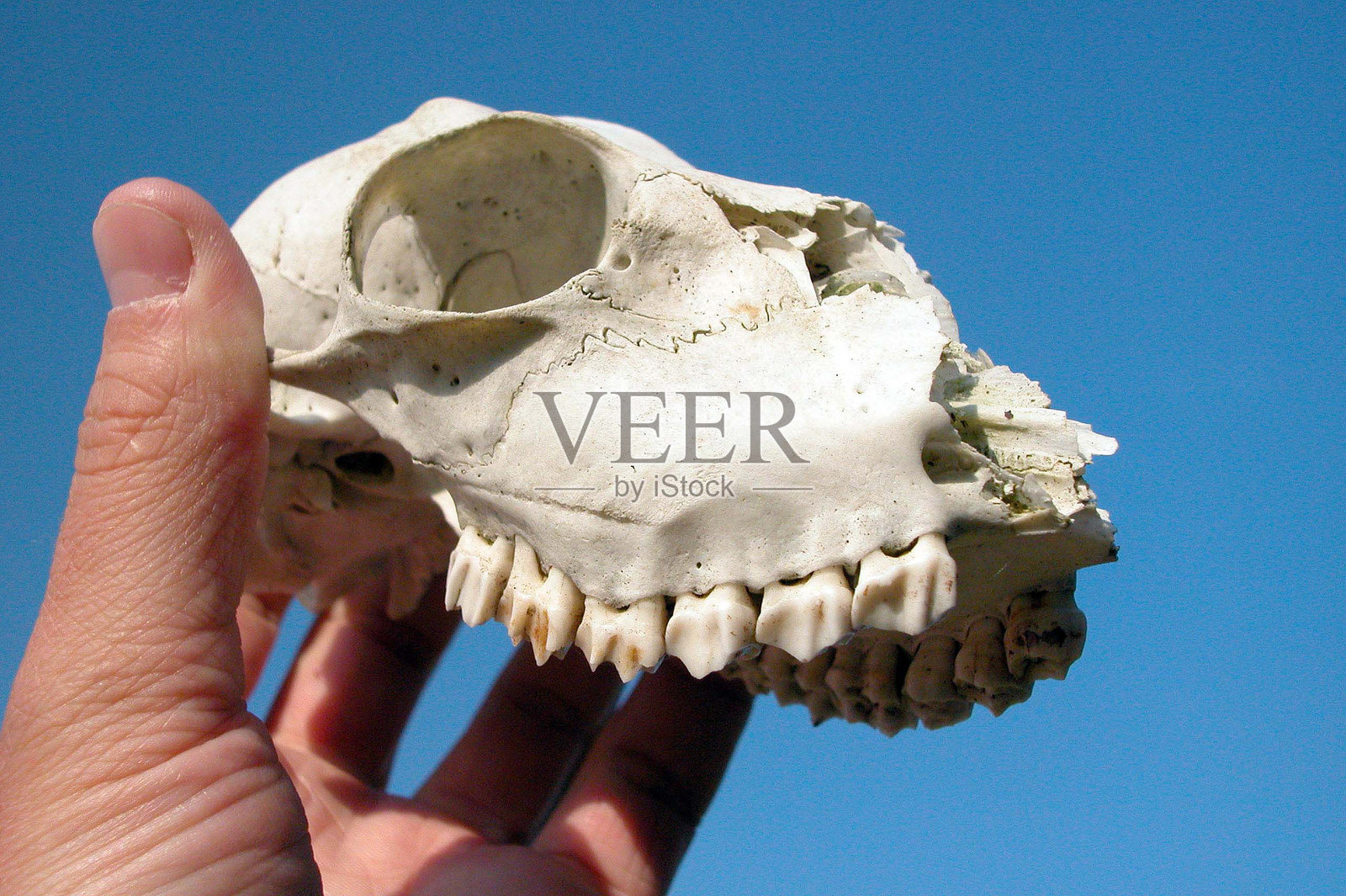 动物与人类之间的深厚纽带照片摄影图片