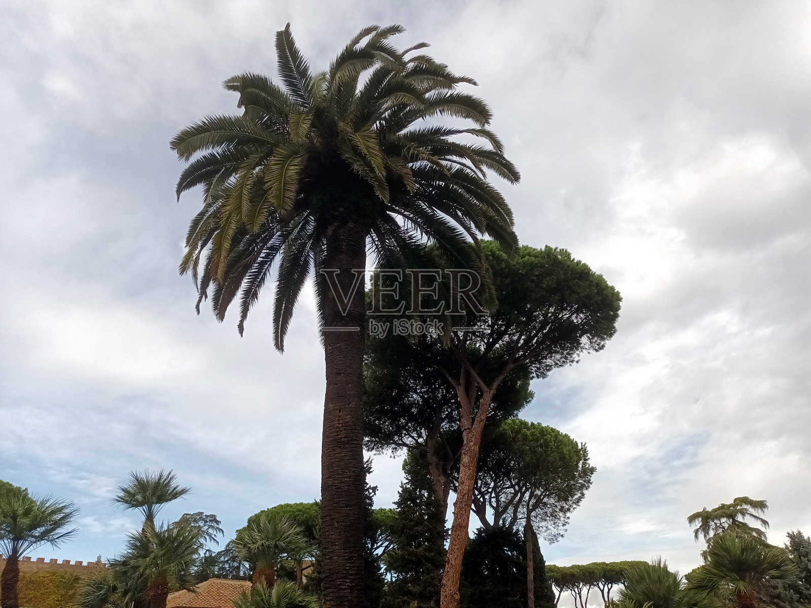 高大的加那利群岛枣椰树与多云的天空相映成趣照片摄影图片